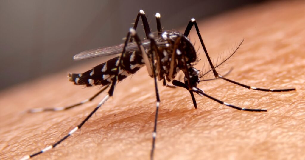 Dengue Fever's Spread Due to Global Warming Threatens Future Generations